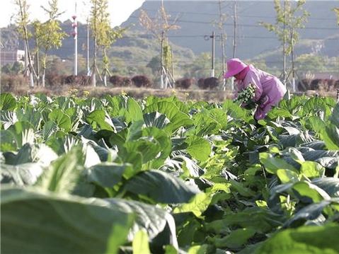 道县：订单蔬菜热销“粤港澳” 丰富春节“菜篮子”