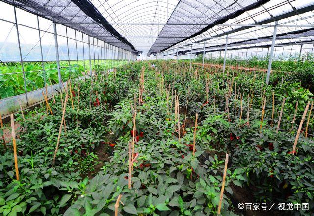 贺州菜旺销粤港澳大湾区
