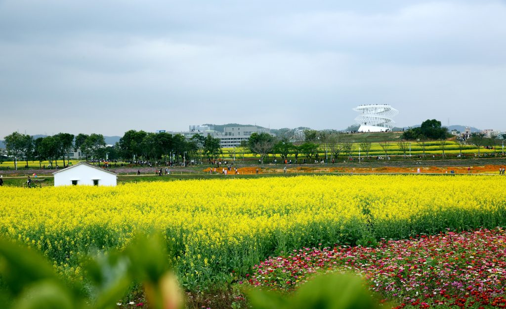看花海赏花灯,华侨城光明欢乐田园陪你留深过牛年