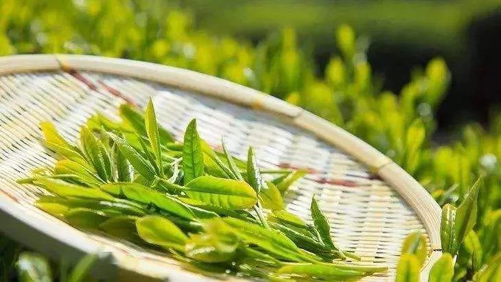 在粤港澳大湾区当茶农的香港青年