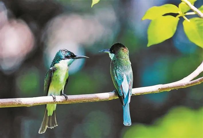 深圳市民成生物多样性发现主力军