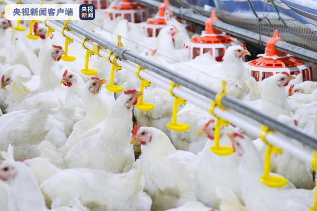 我国首批自主培育的白羽肉鸡品种正式通过审定
