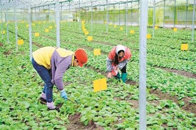 始兴粤港澳“菜篮子”生产基地种植忙 