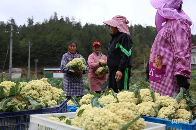 贵州贵定做好粤港澳大湾区“菜篮子” 