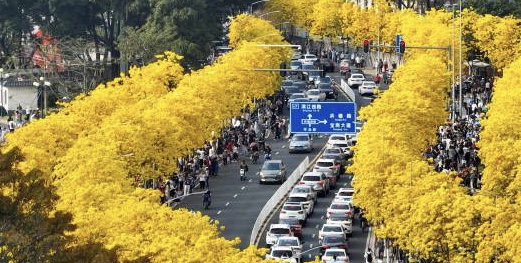 这绵延几公里的花海成了广州最火的打卡景点 