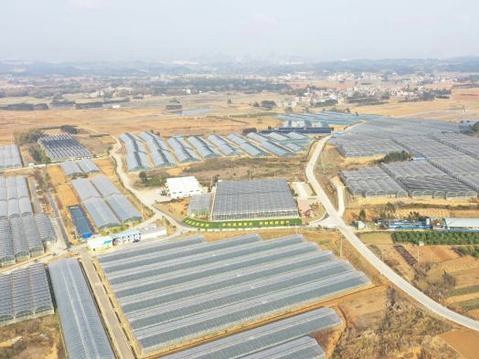 平桂区打造粤港澳大湾区优质蔬菜供应基地 