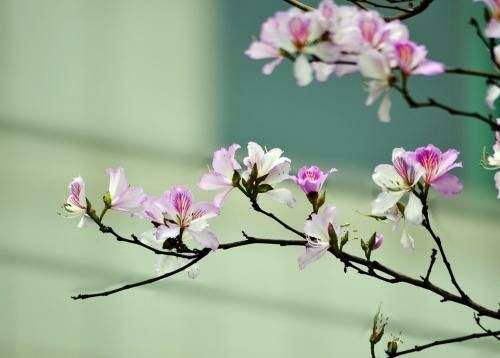 广州3.2公里宫粉紫荆花带浪漫盛放,打卡走起