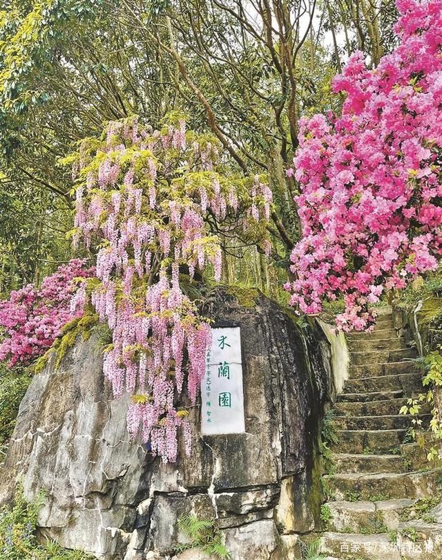 2022粤港澳大湾区深圳花展“云赏花”为市民带来独特体验
