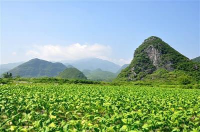 道县新增粤港澳大湾区“菜篮子”产品备案基地9个