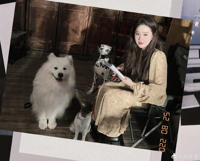 刘亦菲晒35岁庆生照 妆容精致猫狗在身旁陪看剧本 
