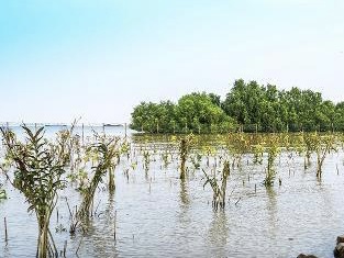 广州番禺完成全市面积最大海洋生态修复项目 