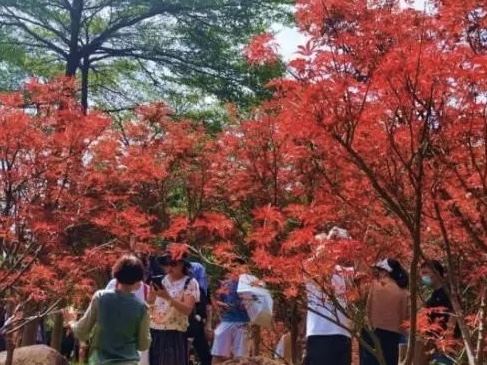 国庆假期恰逢重阳 广州官方建议市民错峰登高 