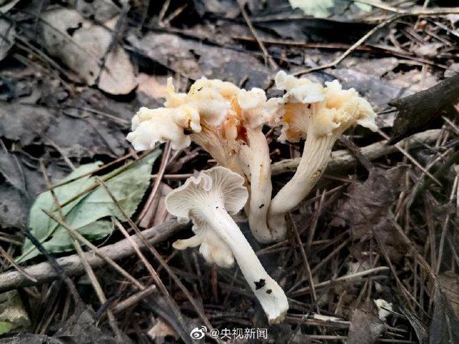 新物种“白盖鸡油菌”能吃吗？发现它的学者还开了一门“宝藏课程” 