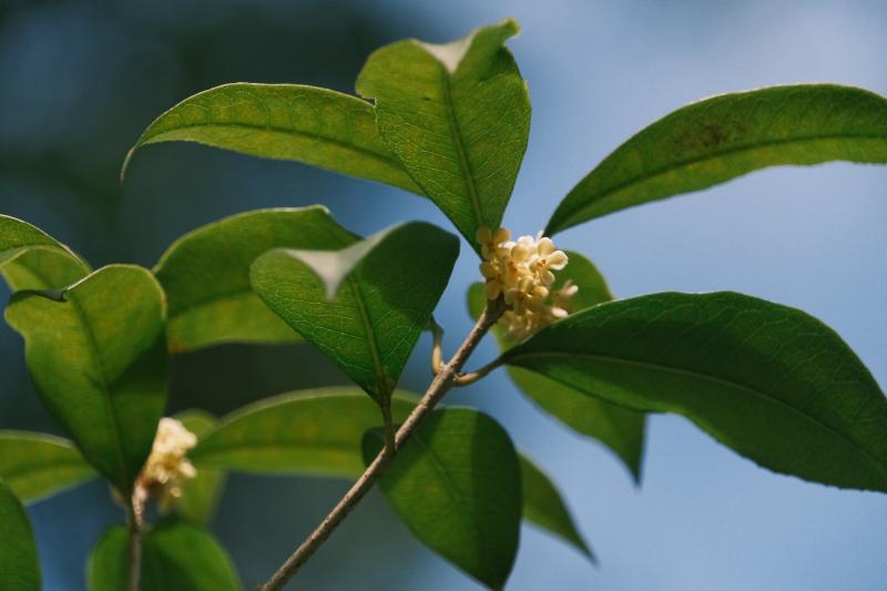 广州珠江公园：桂花绽放，闻香赏花正当时 