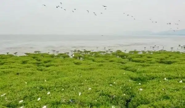 深圳将建国际红树林中心力争到2035年前湿地保护率达到50% 