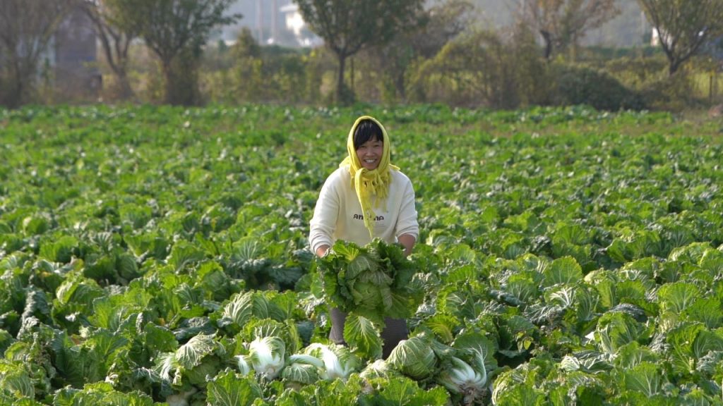 棵棵有身份!来自山东“盒马村”的胶州大白菜成“网红白菜”