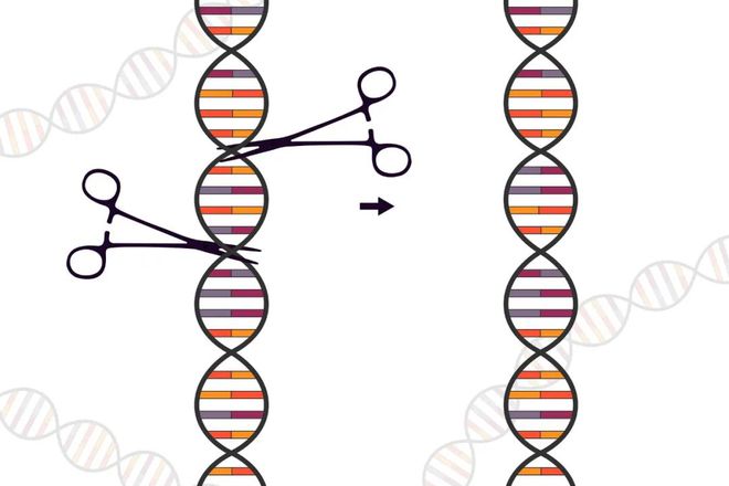 CRISPR也能降低胆固醇？Verve公司已顺利完成猴子实验