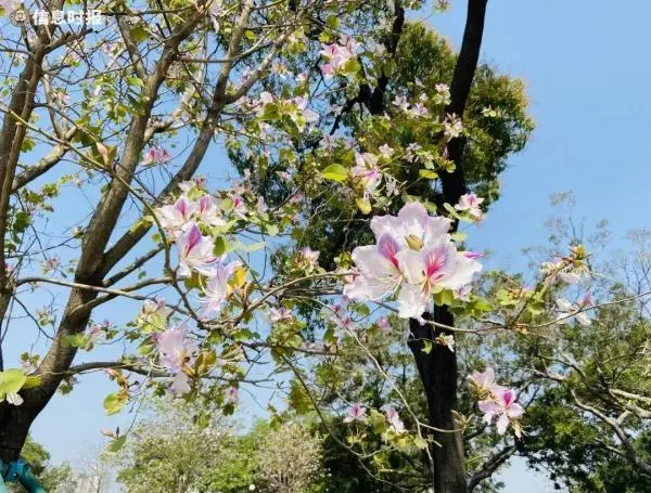 注意！广州本月将有4次冷空气过程