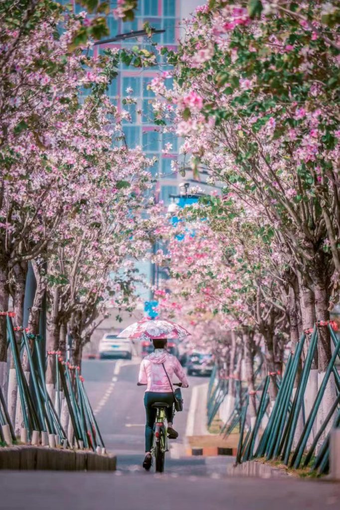 4000㎡花海免费赏!来横琴,邂逅满城春天
