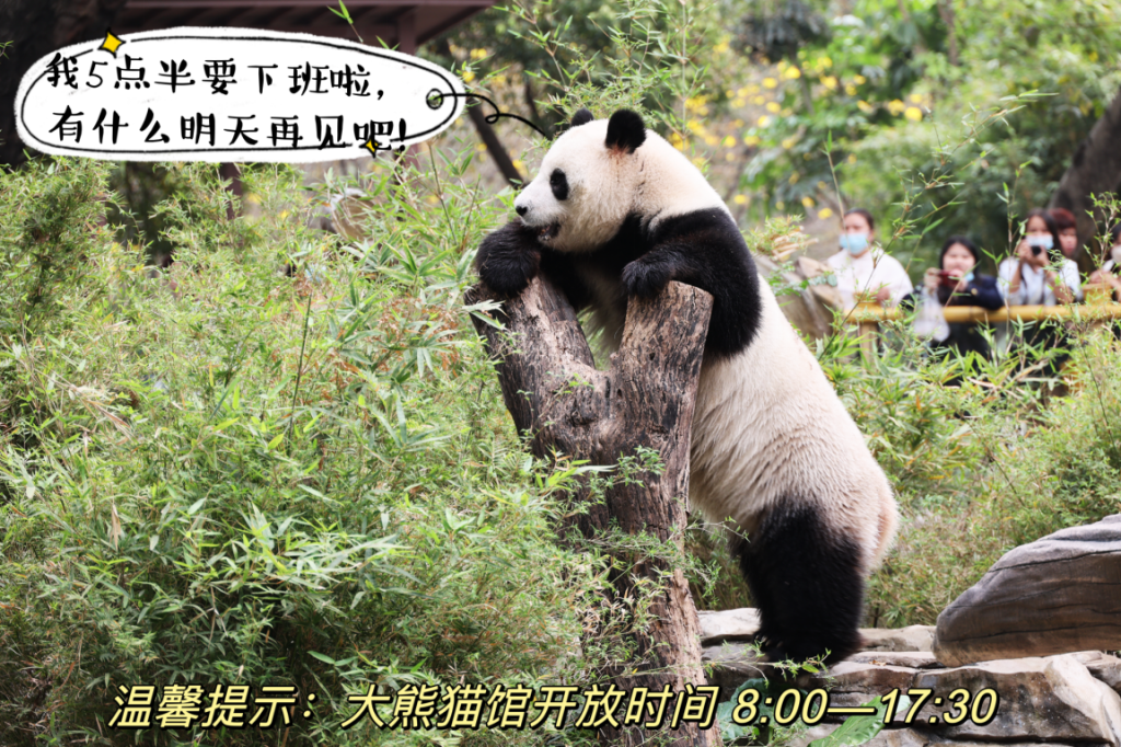 顶流魅力太大！广州动物园：客流密集区域实行单向通行、分批次限时参观