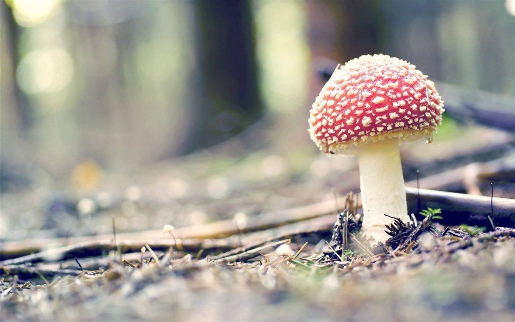 研究发现这款蘑菇对缓解偏头痛有效果
