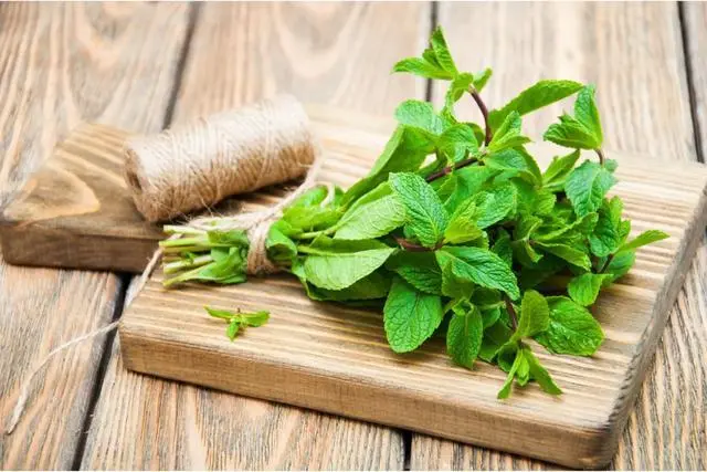 古老的薄荷科草本植物家族又一次带来了医学进步的可能性