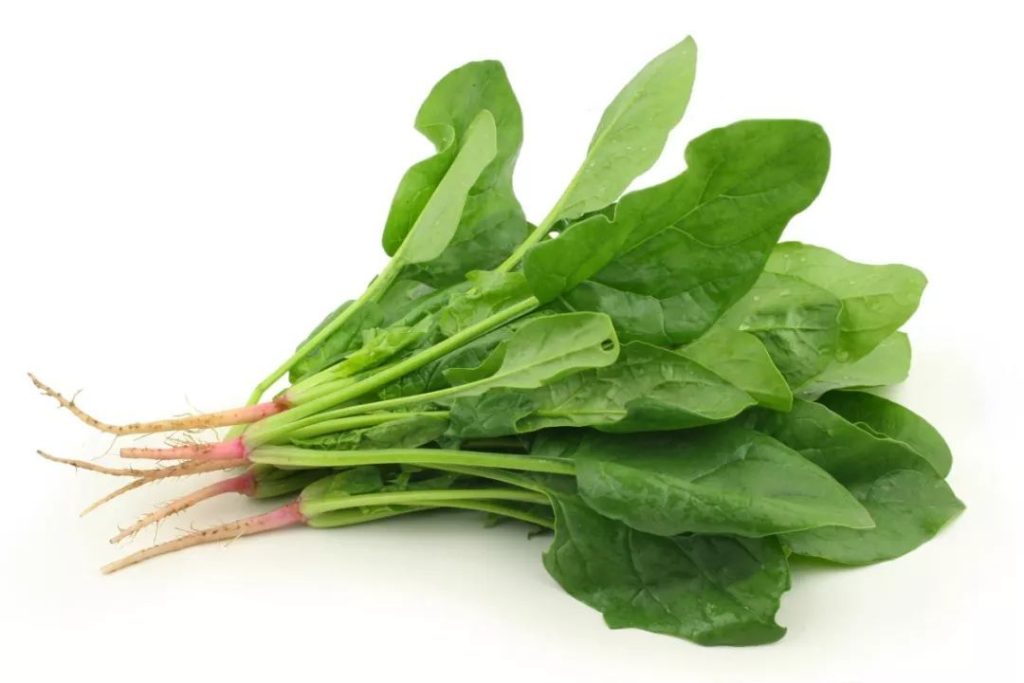 菠菜的食用价值