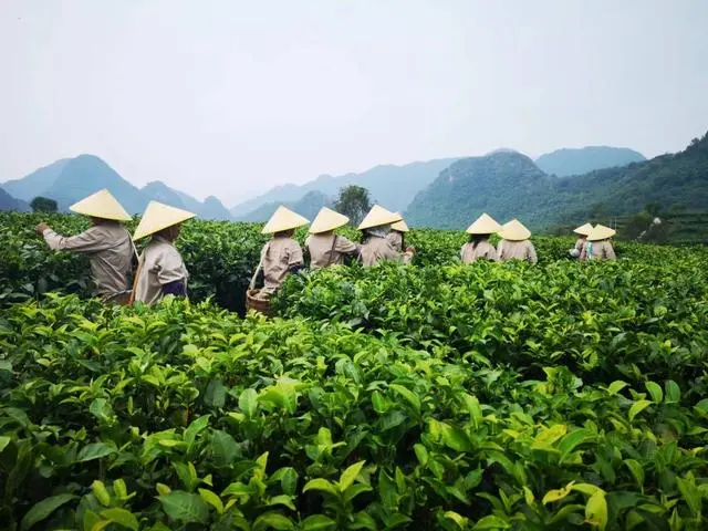 来花城叹靓茶！广州茶博会将于5月25日举行