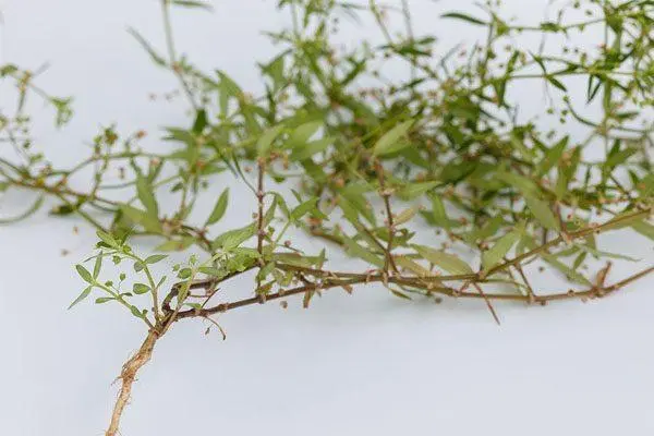 蛇舌草的功效以及食用方法