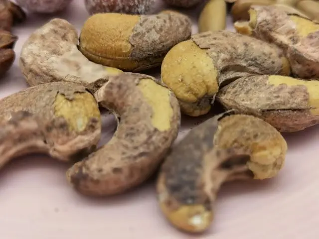 关于腰果的真相：很多人都吃过，但你知道它是有毒的吗？