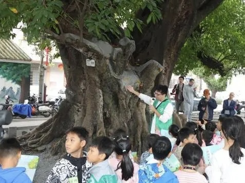 广州评定首批古树公园 拉近古树与寻常人家的距离