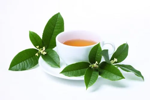 何计国：茶多酚对抗动脉粥样硬化有积极意义