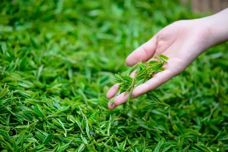 喝绿茶 10 种潜在健康理由
