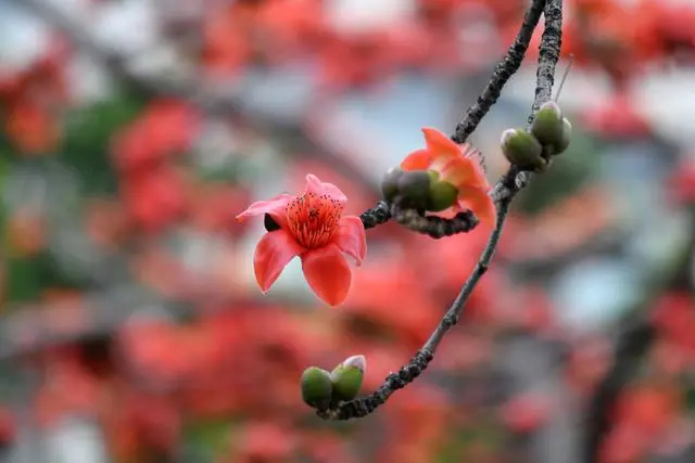 英雄花开，静待你来！2024广州传承弘扬红色文化系列活动明日启动