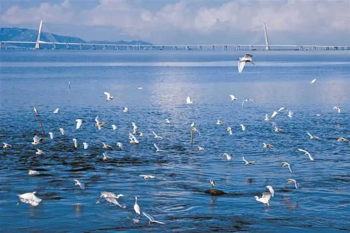 注意！深圳该海域禁渔期拟再延五年
