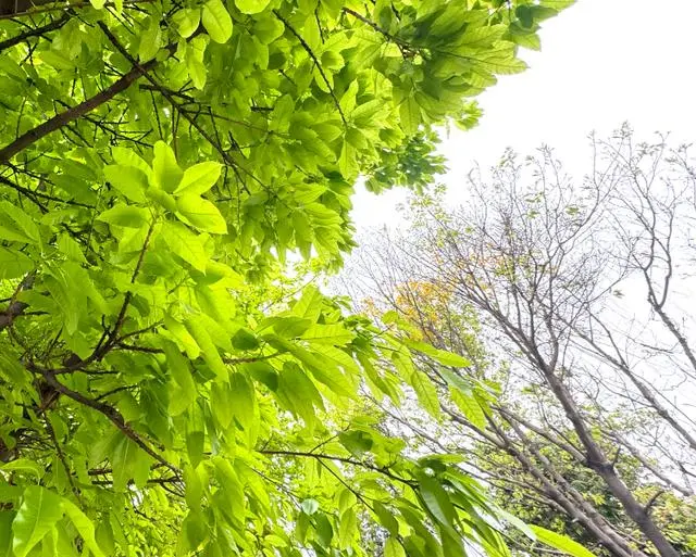 “天然空调”明天到货，广州气温略降后很快回升