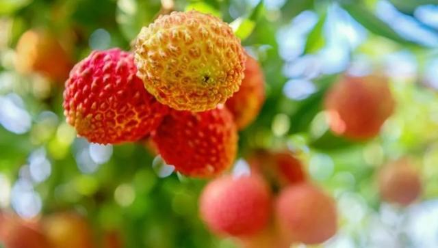 荔枝熟夏至到 面对“甜蜜诱惑”中医师给出提醒