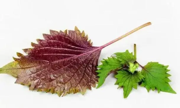 夏天常吃这颗草，肺好、脾胃好，咳嗽、大便秘结的人不要错过！