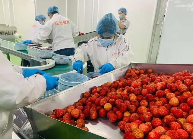 广州突破荔枝保鲜多项技术，助“荔”土特产走向世界