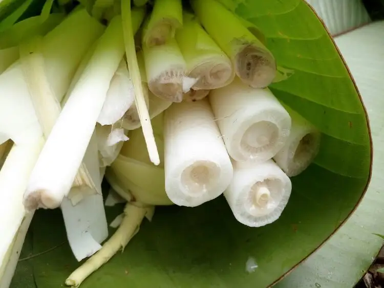 芭蕉心可以吃吗