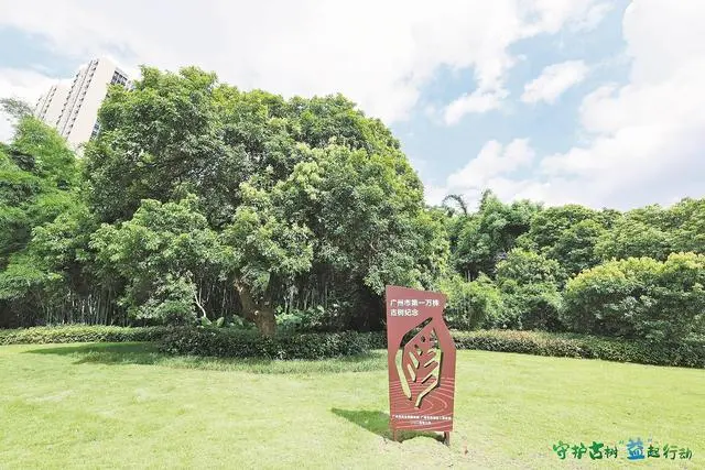 守护古树，“益”起行动 广州第10000株古树正式揭牌 绿美广州基金守护古树项目上线