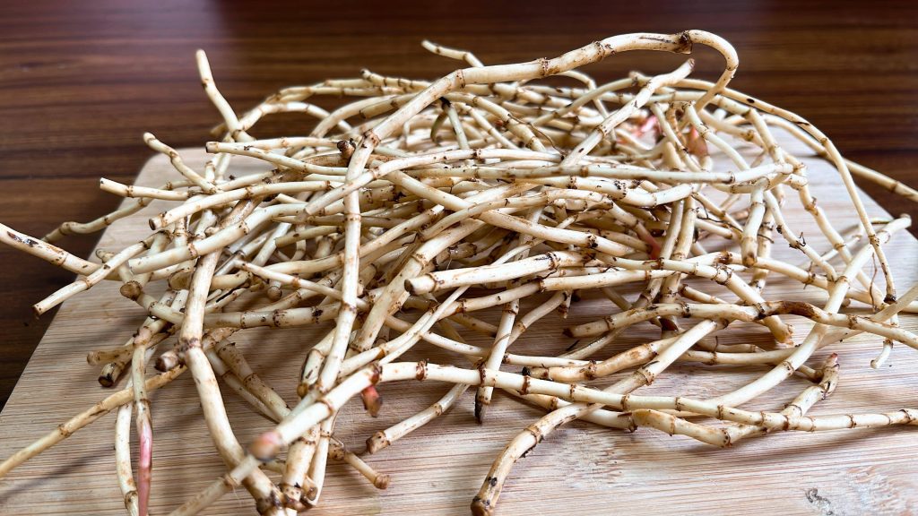鱼腥草含一级致癌物，伤肾还致癌？折耳根还能吃吗？告诉你答案