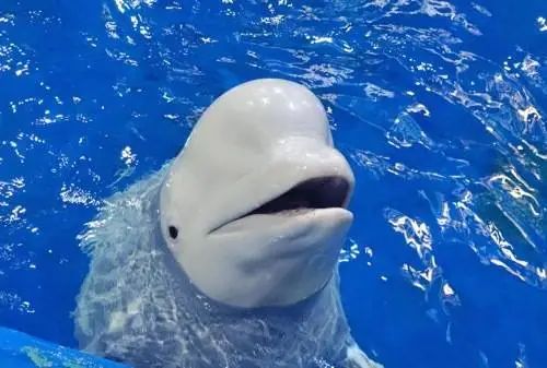 广州一公司拍卖海豚海狮白鲸等26头海洋动物！抵债两千余万元