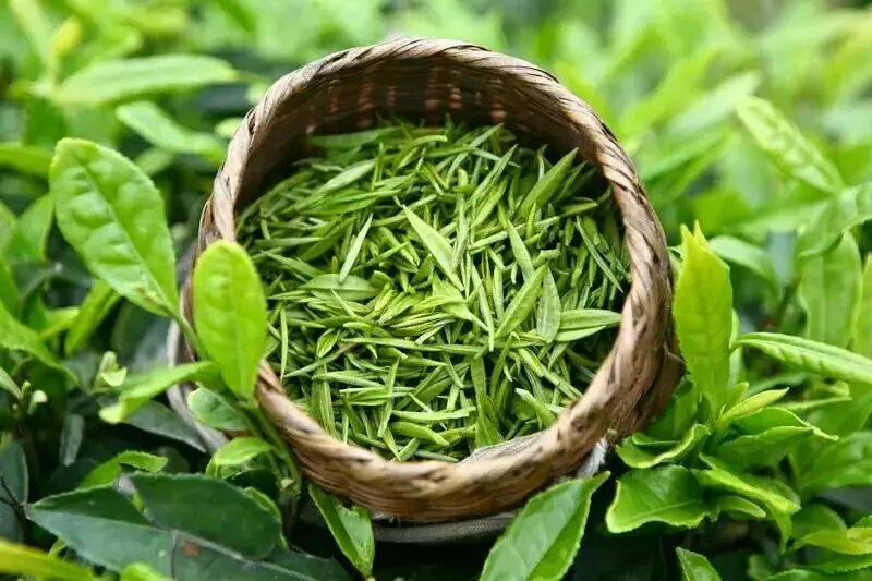 无糖茶饮敷脸效果堪比“神仙水”？皮肤科专家揭露其中关键