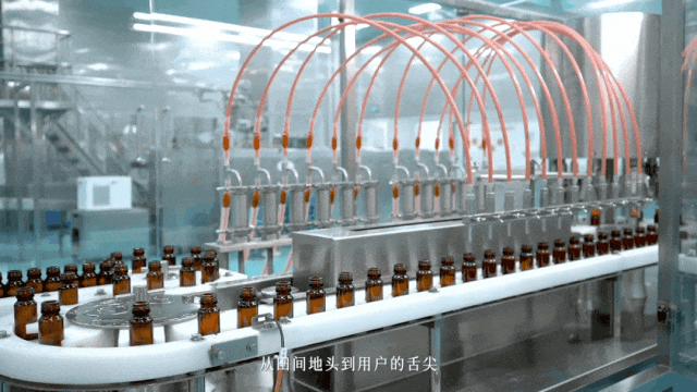 这样的枸杞,放心吃!