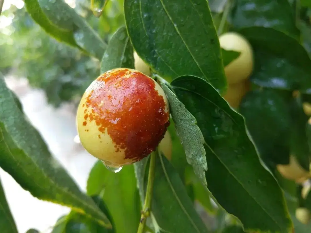 如何科学食用冬枣？