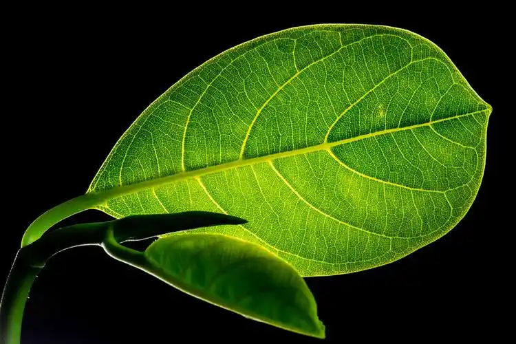 10月31日外媒科学网站摘要:科学家创造出能进行光合作用的动物细胞