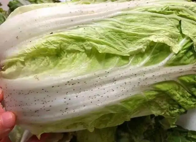 长了小黑点的大白菜，还能吃吗？