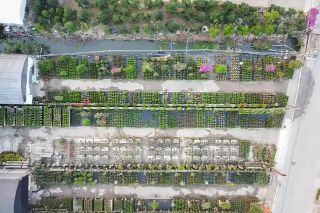 广州花卉博览园2025年春节年宵花市开启，多项举措保障年花销售
