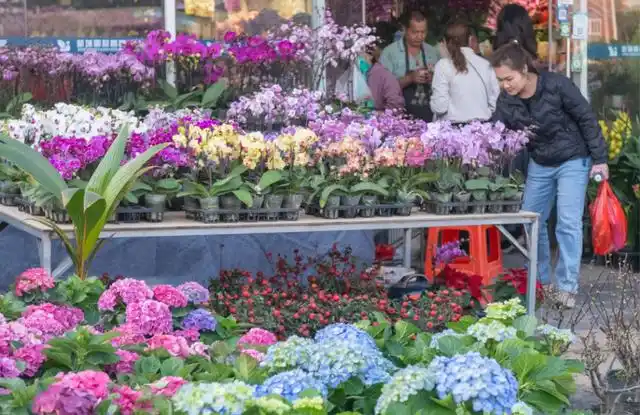 广州迎春花市即将开启！4500万盆年花供应充足价格平稳